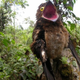 Illustration for article titled This Freaky Bird Looks Like a Cartoon Character